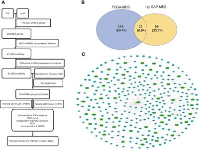 Development and Validation of an Mesenchymal-Related Long Non-Coding RNA Prognostic Model in Glioma